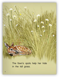 White-Tailed Deer from Kaleidoscope Collection