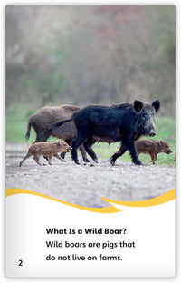 Wild Boars