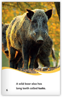 Wild Boars