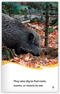 Wild Boars