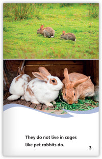 The Owl and the Rabbits Theme Set