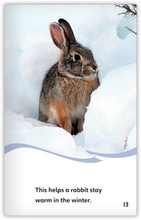 The Owl and the Rabbits Theme Set (6-Packs)