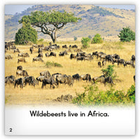 Wildebeest from Zoozoo Animal World