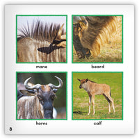 Wildebeest from Zoozoo Animal World