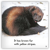 Wolverine from Zoozoo Animal World