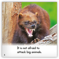 Wolverine from Zoozoo Animal World