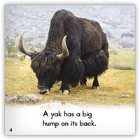 Yak from Zoozoo Animal World