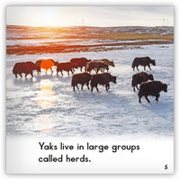 Yak from Zoozoo Animal World