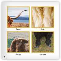 Yak from Zoozoo Animal World